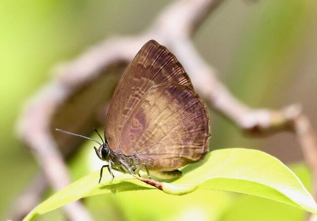 Arhopala perimuta perimuta