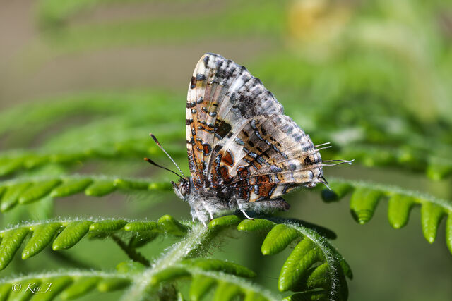 Catapaecilma major albicans