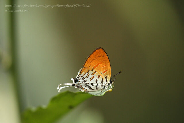 Drupadia ravindra boisduvalii