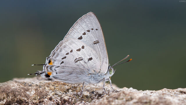 Ancema ctesia ctesia