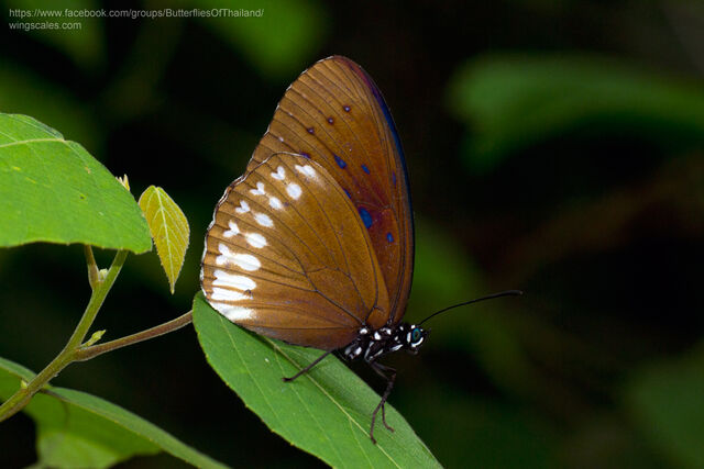 Penthema darlisa mimetica