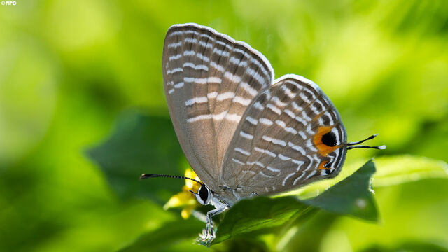 Jamides alecto alocina