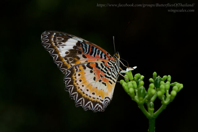 Cethosia cyane euanthes