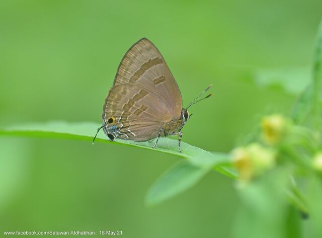 Rapala varuna orseis