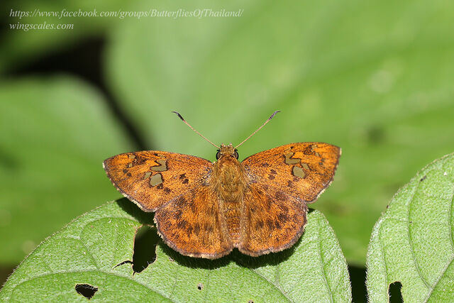 Pseudocoladenia eacus dhyana