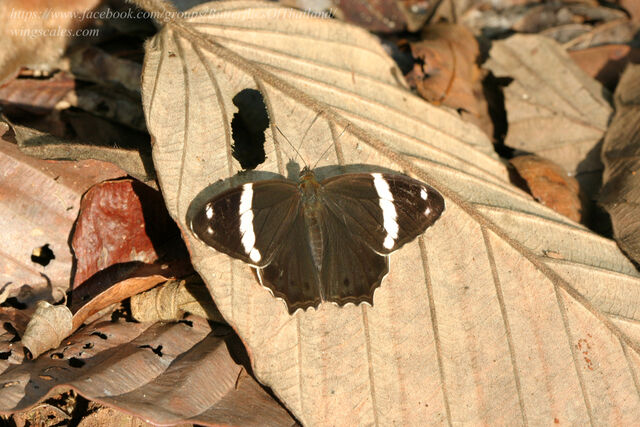 Lethe confusa confusa