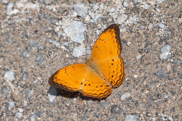 Cirrochroa surya siamensis