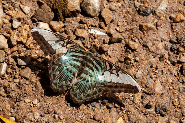 Parthenos sylvia sylla