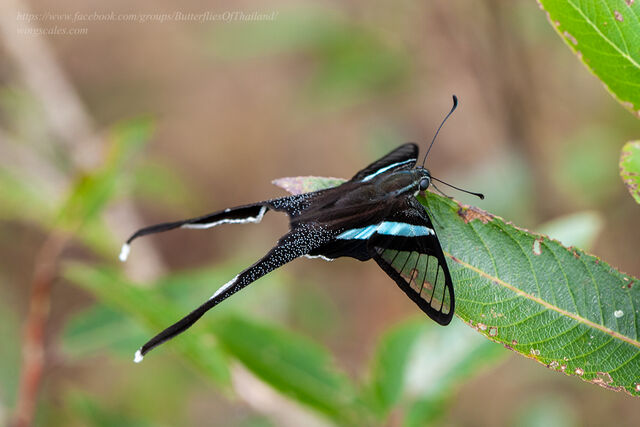 Lamproptera meges virescens