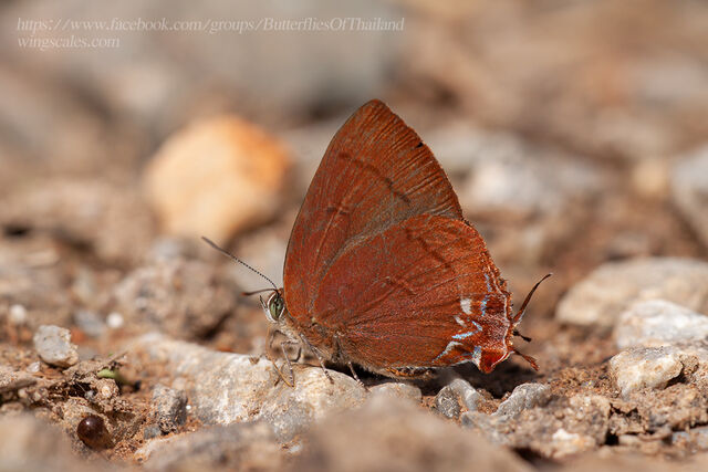 Remelana jangala ravata