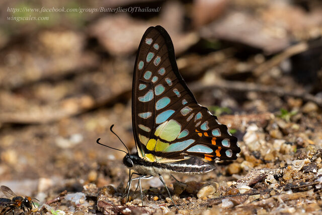 Graphium bathycles bathycloides