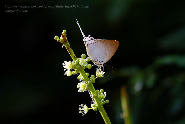 Jacoona anasuja nigerrima