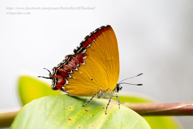 Heliophorus epicles latilimbata