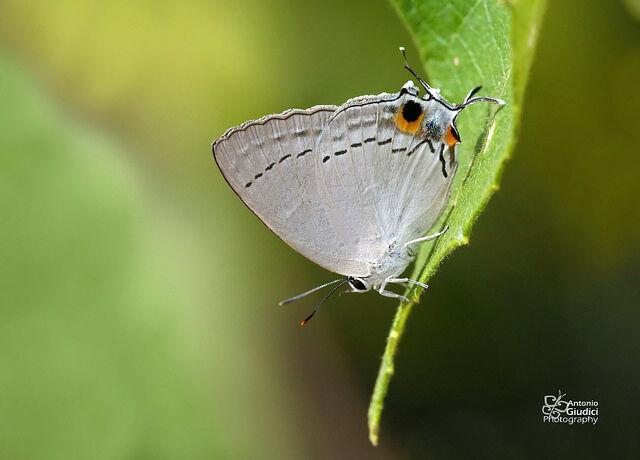 Tajuria cippus cippus