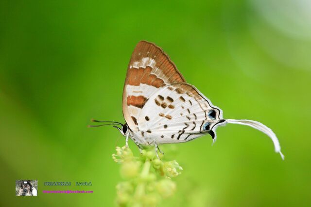 Bindahara phocides phocides