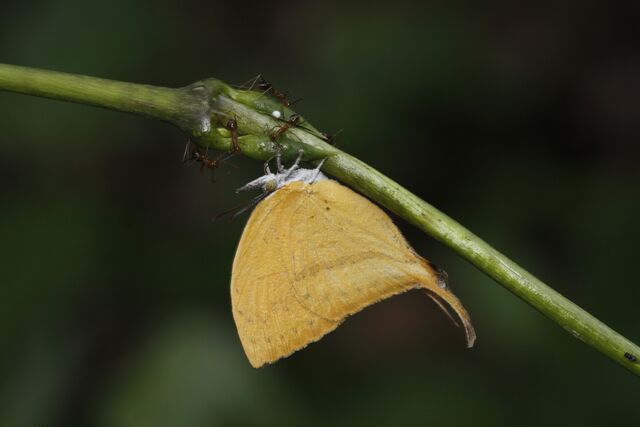 Loxura atymnus continentalis