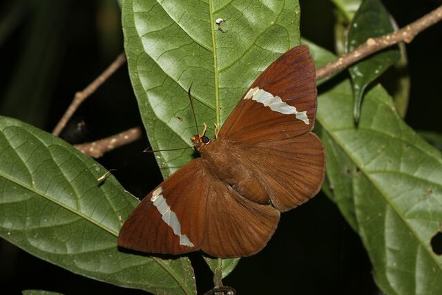Capila hainana hainana