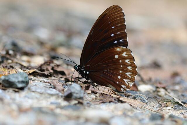 Penthema darlisa melema