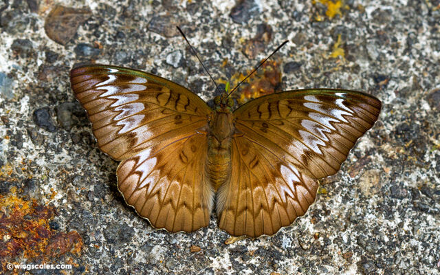 Euthalia monina monina