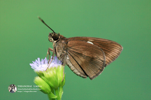 Ancistroides paralysos asawa