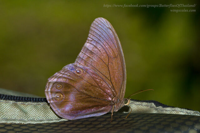 Coelites nothis sylvarum