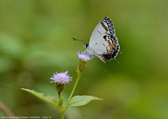 Shijimia potanini glycon