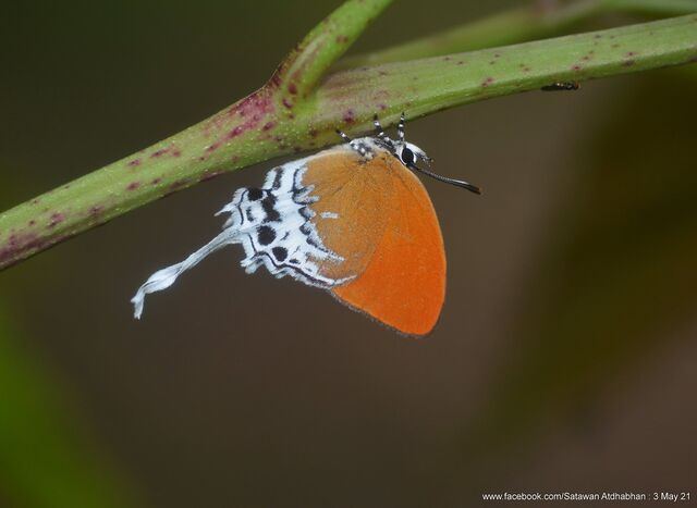 Eooxylides tharis distanti