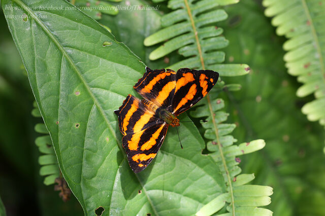 Symbrenthia lilaea luciana