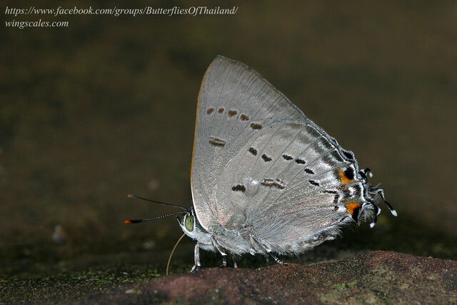 Ancema ctesia ctesia