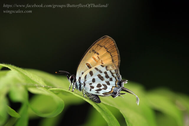 Drupadia rufotaenia archbaldi