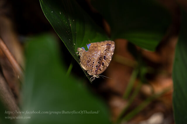 Arhopala anthelus ssp.