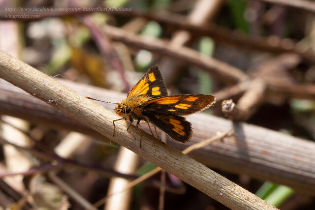 Ampittia dioscorides camertes