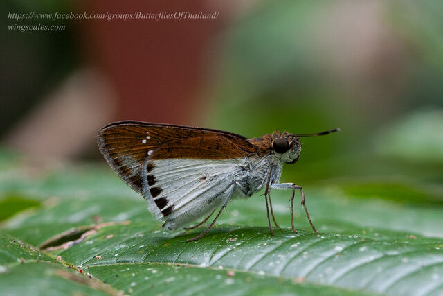 Iton semamora semamora