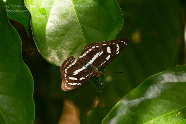 Athyma clerica clerica