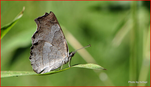 Laringa horsfieldi glaucescens