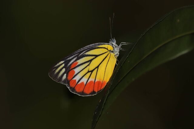 Delias hyparete indica