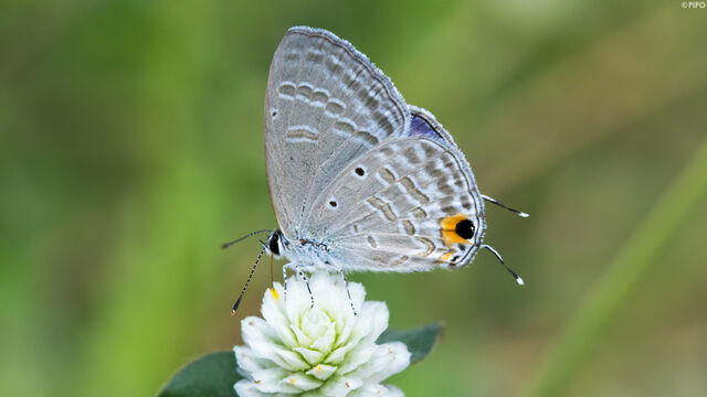 Catochrysops strabo strabo