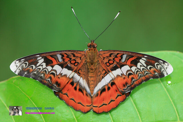 Lebadea martha martha