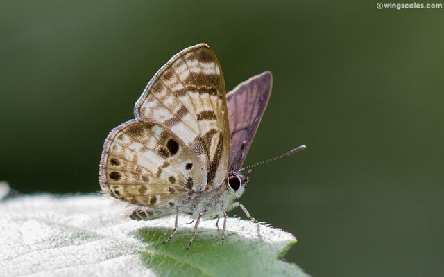 Niphanda cymbia cymbia