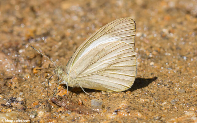 Cepora nadina nadina