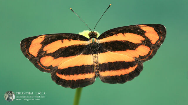 Pantoporia hordonia hordonia