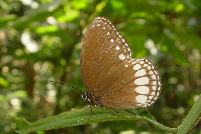 Ethope diademoides diademoides