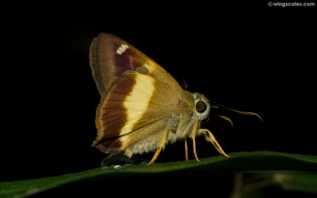 Hasora schoenherr gaspa