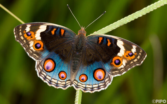 Junonia orithya ocyale