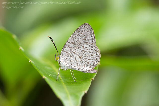 Allotinus unicolor rekkia