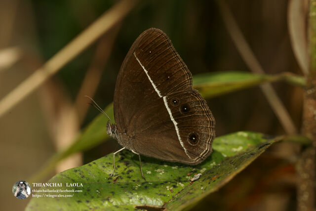 Orsotriaena medus medus