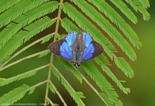 Pratapa icetoides calculis