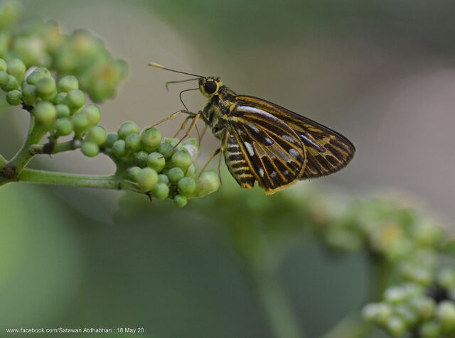 Pyroneura latoia latoia