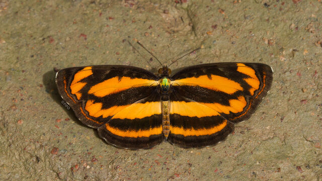 Pantoporia hordonia hordonia