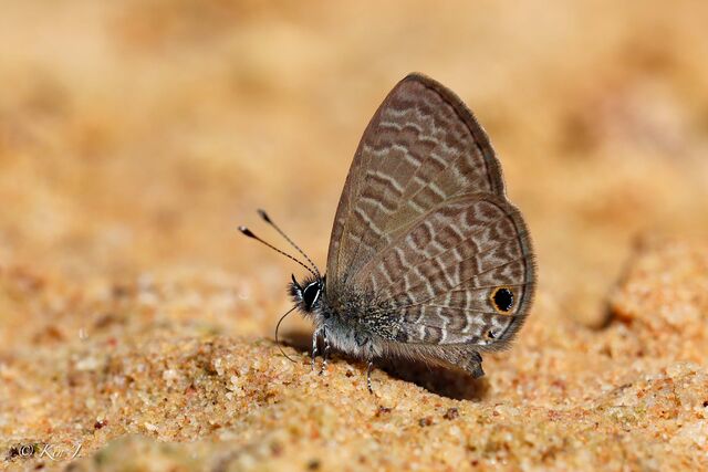 Prosotas dubiosa indica